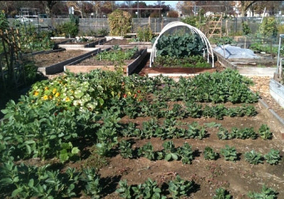 Community Garden with raised beds and rows of plants