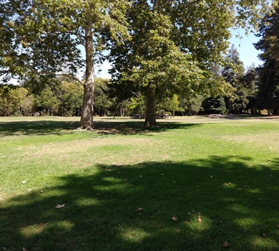 Bowers Park grass field with sycamore trees