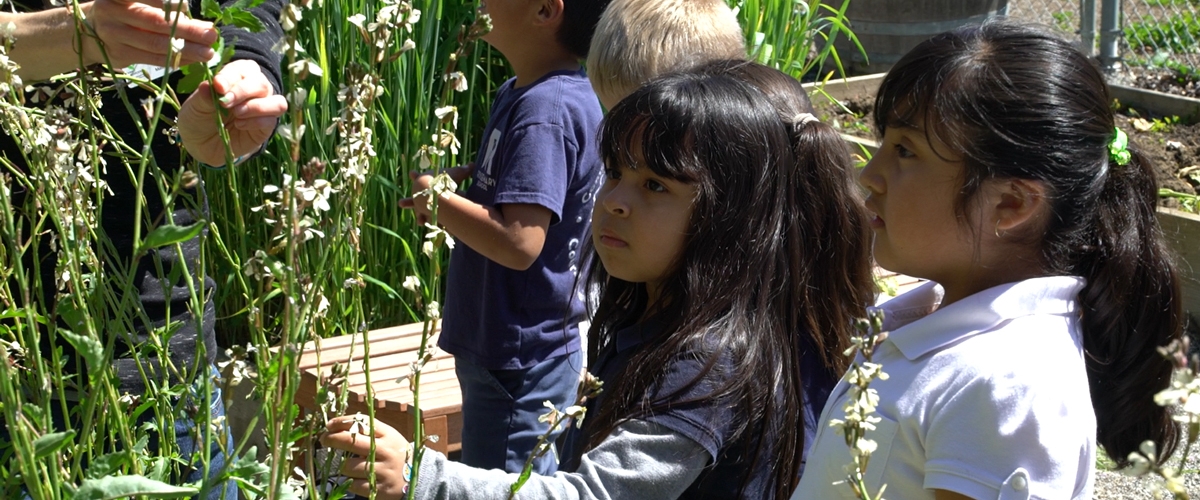 Students in garden looking at plants