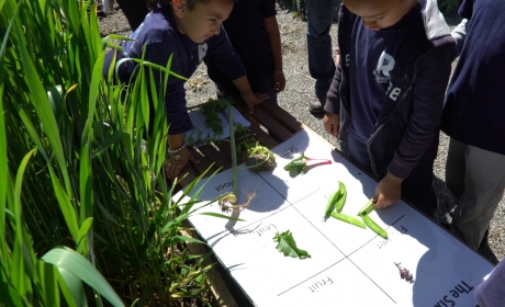 Students doing plant science activity in garden