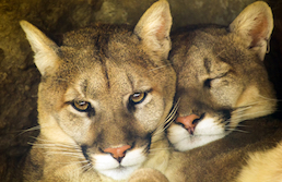 Close-up of two mountain lions nuzzling heads