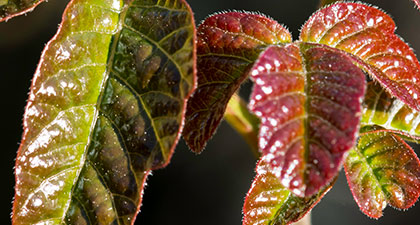 Close-up of shiny green and red poison oak leaves