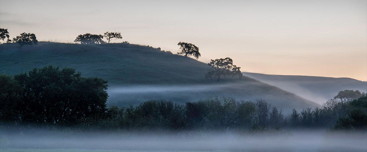 Early morning view of hills with scattered trees rising out of the mist 