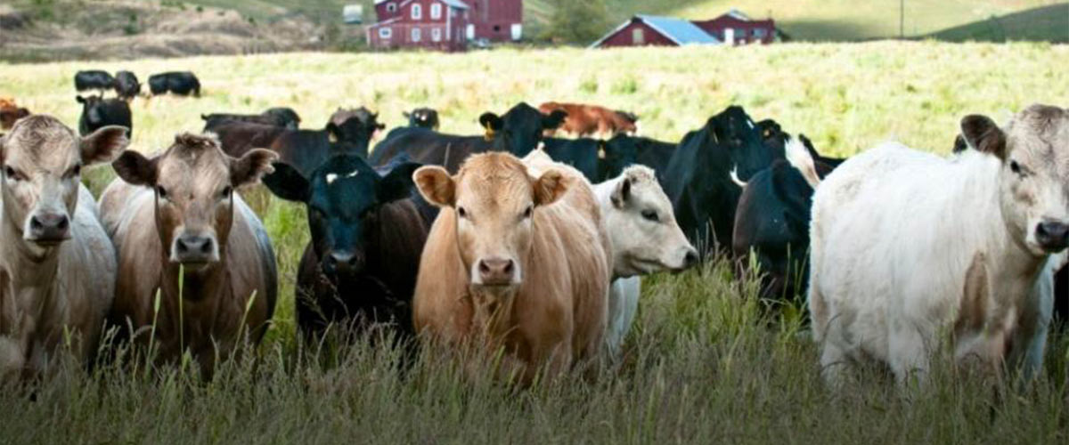 Herd of brown, white, and black cows standing in grassy field