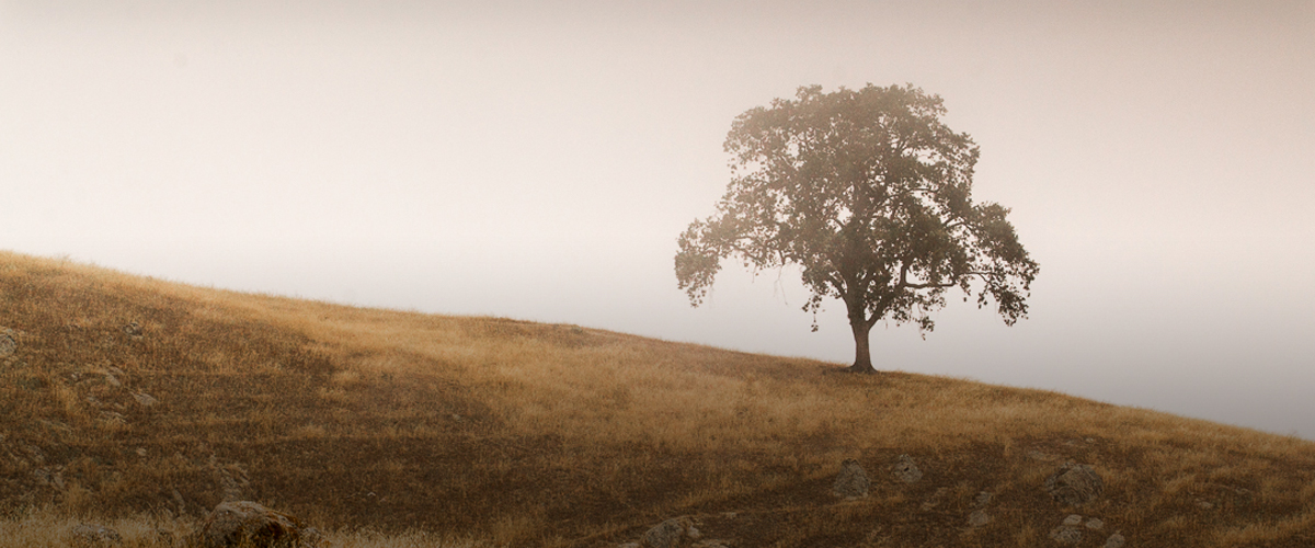 Lone oak tree on brown hillside