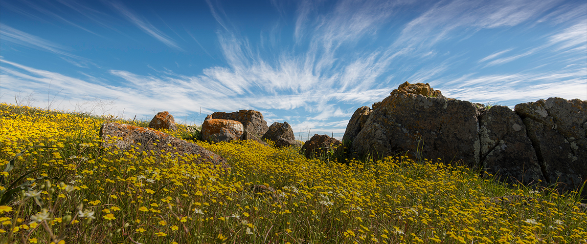 Field of yellow wildflowers and large lichen-covered rocks under a blue and white streaked sky