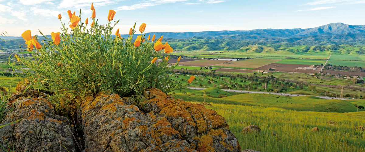 California Poppies growing on top of a lichen-covered rock, looking down on a green Coyote Valley with blue Santa Cruz Mountains in the distance