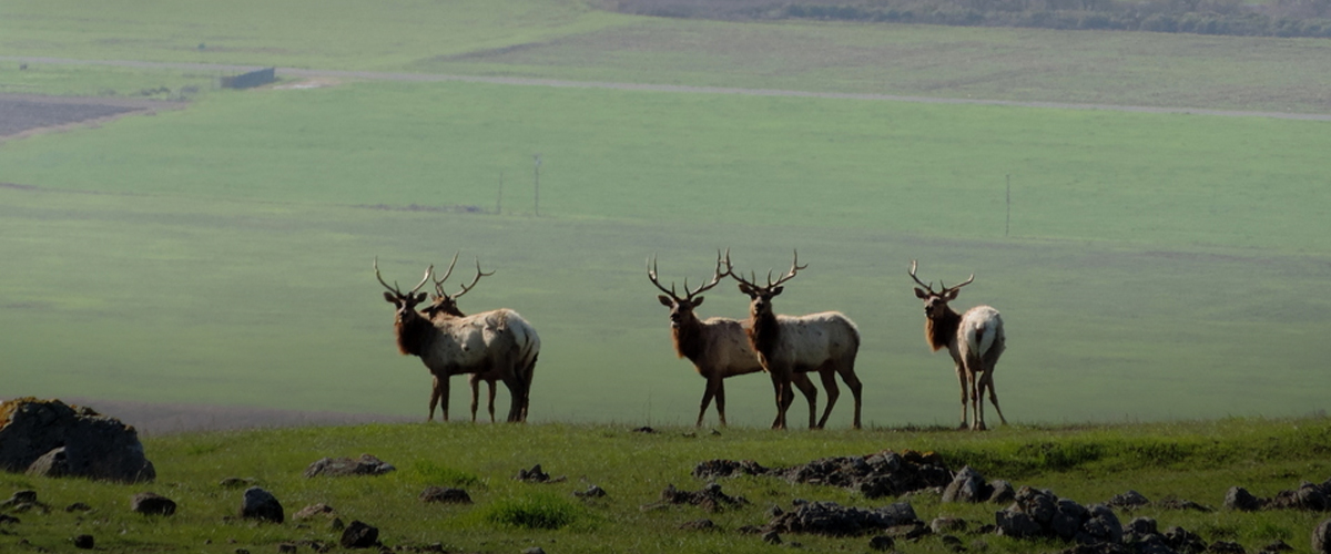 Five male tule elk with huge antlers standing at the top of a green hill, with a flat green valley below